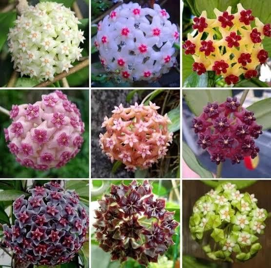 Hoya Bulbs Stars Falling From The Sky? Buy 1 Get 1 Free! ?(24pis)