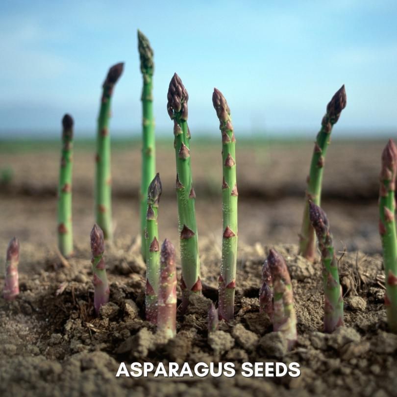 ASPARAGUS Seeds With Free Plant Growth Serum (Pack of 2)