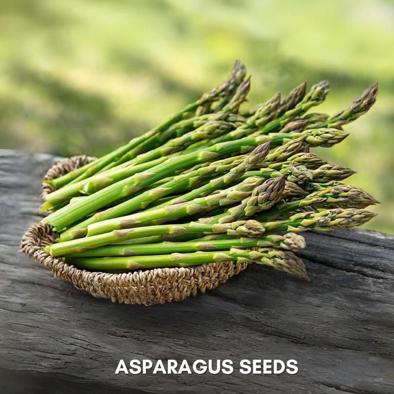 ASPARAGUS Seeds With Free Plant Growth Serum (Pack of 2)