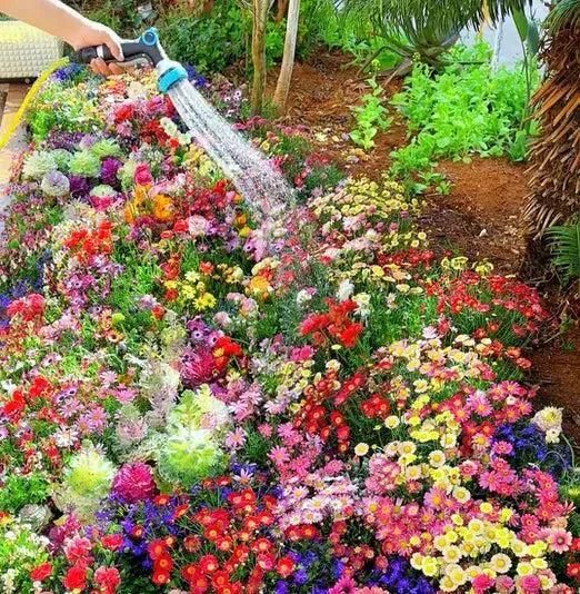 Varieties of Flower Seeds (Pack of 100/200)