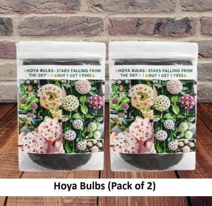Hoya Bulbs Stars Falling From The Sky? Buy 1 Get 1 Free! ?(24pis)