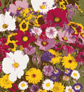 Varieties of Flower Seeds (Pack of 100/200)