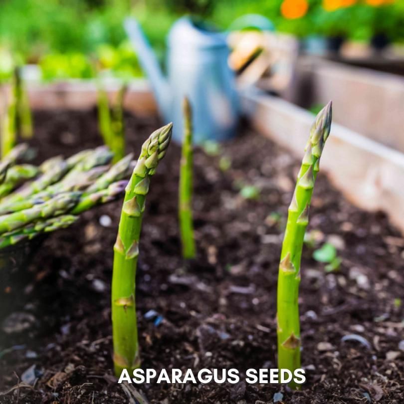 ASPARAGUS Seeds With Free Plant Growth Serum (Pack of 2)